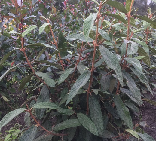 Viburnum rhytidophyllum