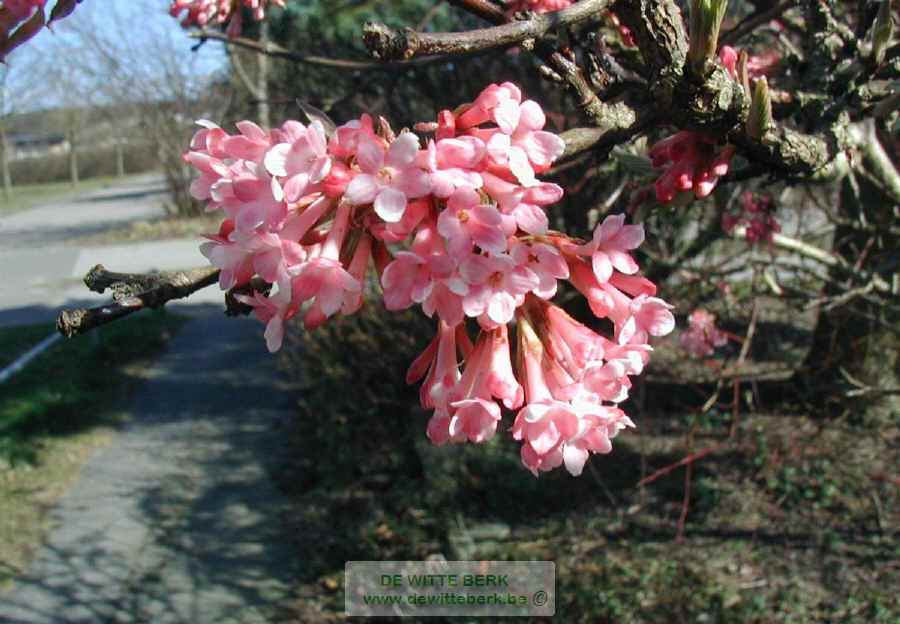 Viburnum farreri