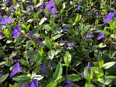 Vinca minor