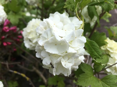 Viburnum opulus ′Roseum′