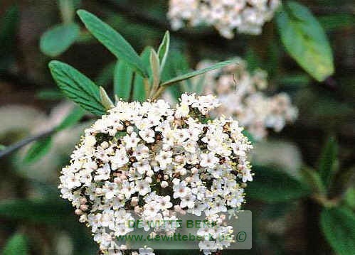 Viburnum ′Pragense′