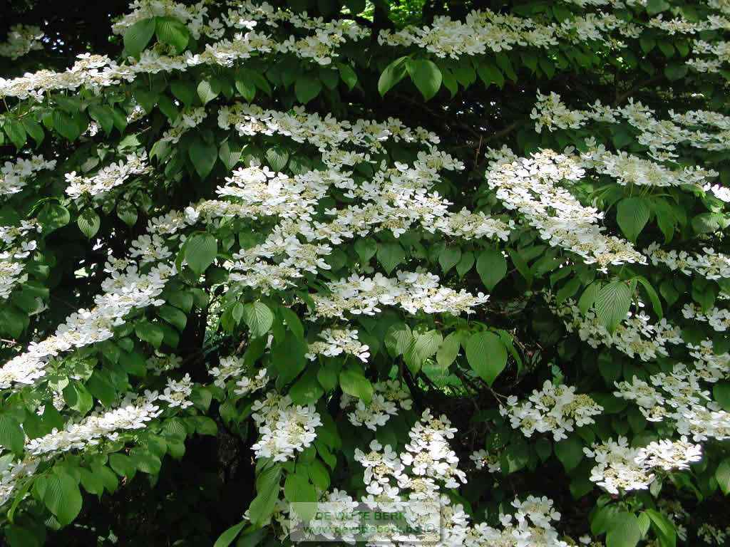 Viburnum plicatum tomentosum