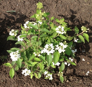 Viburnum plicatum ′Watanabe′