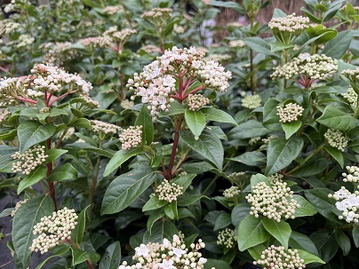 Viburnum tinus