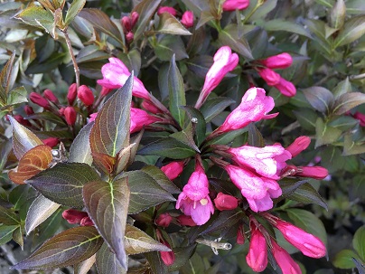 Weigela florida ′Nana Purpurea′