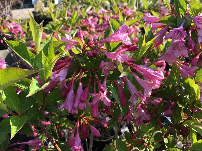 Weigela florida ′Pink Princess′