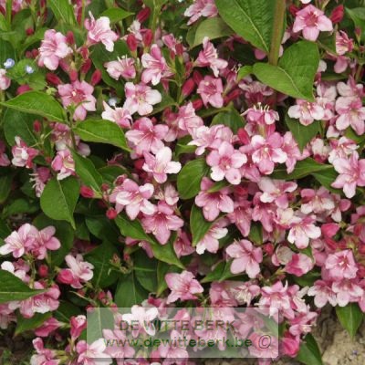 Weigela ′Rosabella′